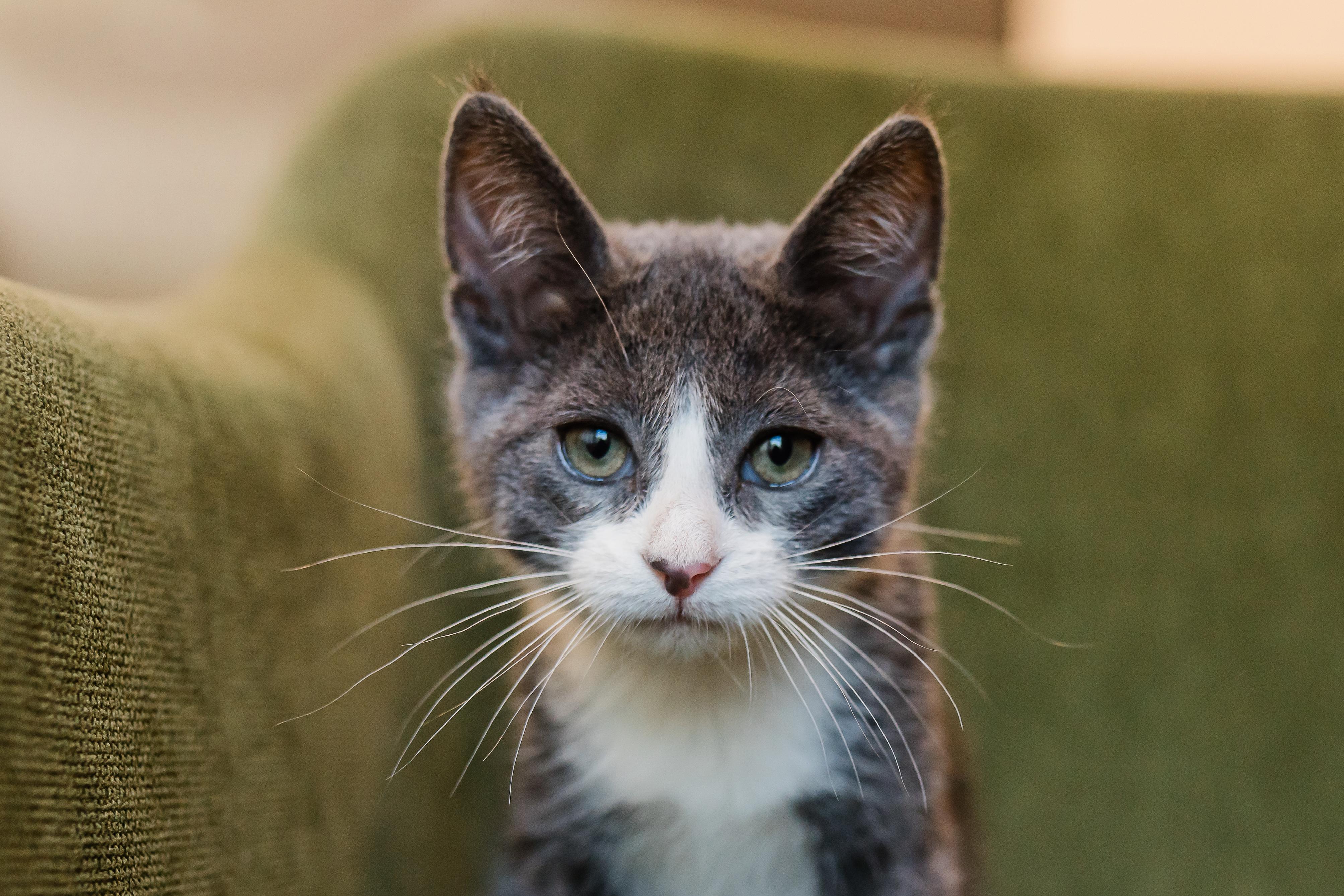 Cecilia, ADOPTABLE, Kitten Female Domestic Short Hair.