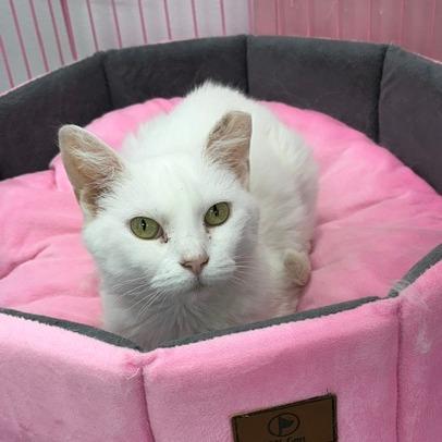 Jazmine, Adoptable, Senior Female Domestic Short Hair.