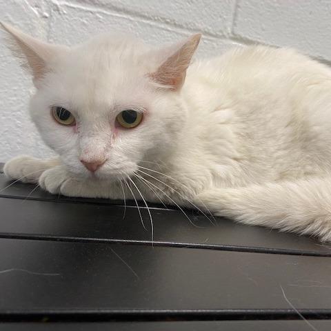 Enlarge Jazmine, a Adoptable Domestic Short Hair in Dayton, OH image 2/3
