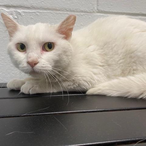 Enlarge Jazmine, a Adoptable Domestic Short Hair in Dayton, OH image 3/3