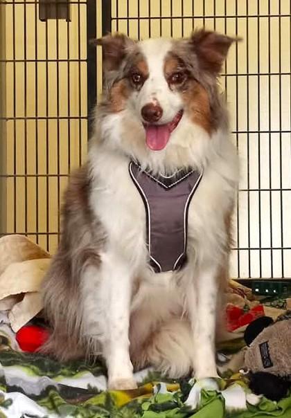Kendra, Adoptable, Adult Female Australian Shepherd & Border Collie.