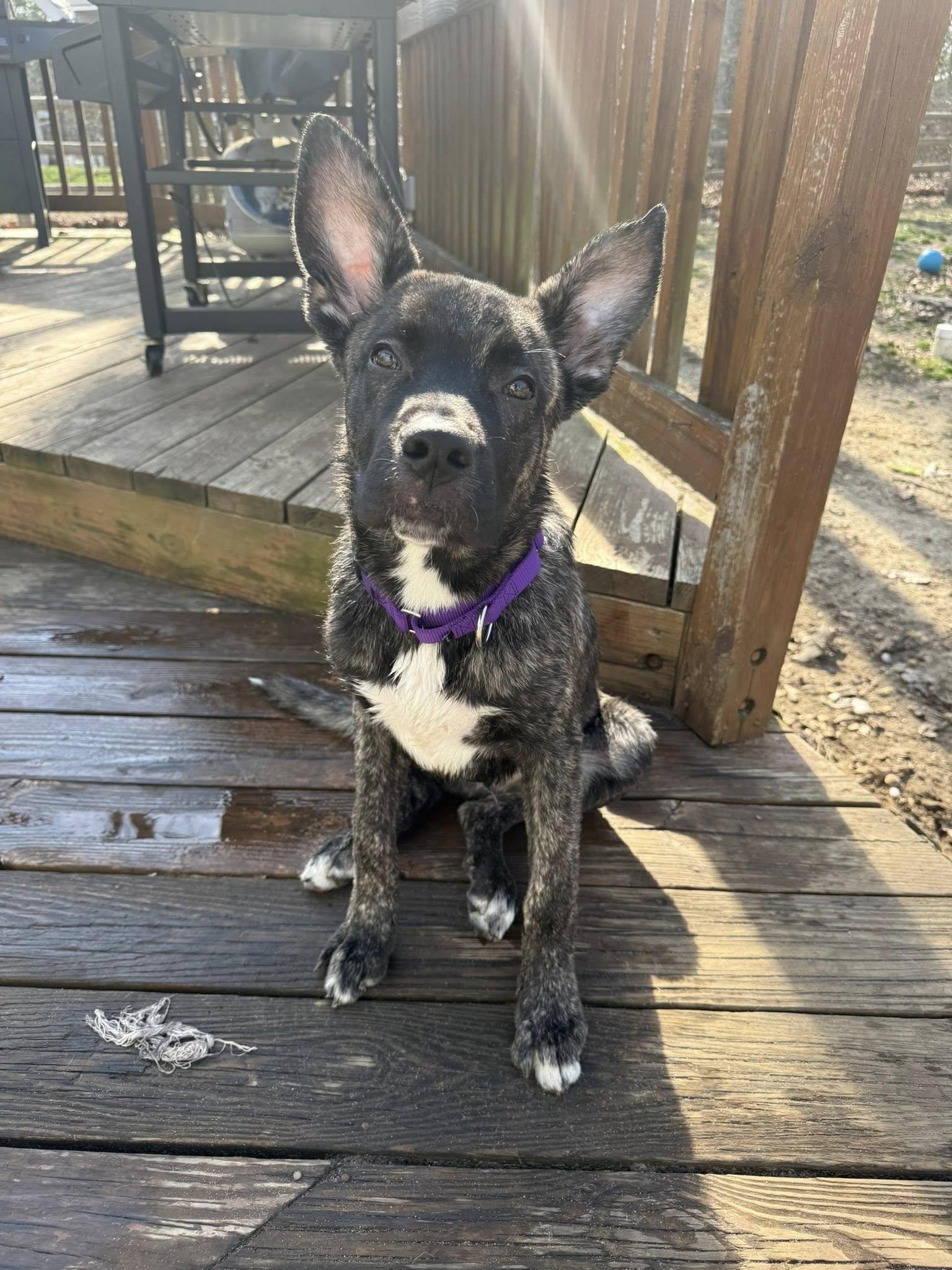 Enlarge Speedy, an adopted mixed breed in Medford, NJ image 3/3