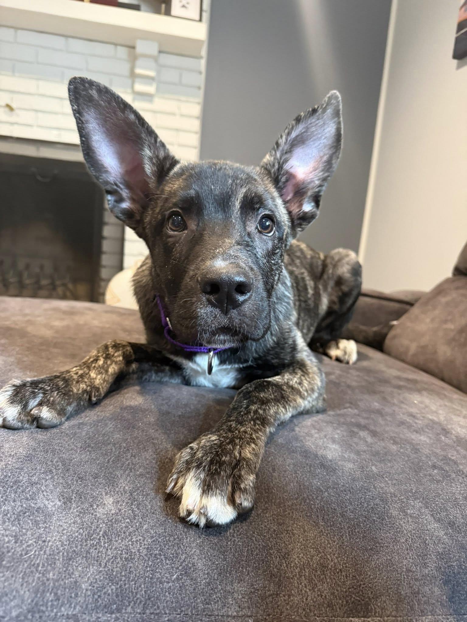 Speedy, adopted, Puppy Male German Shepherd Dog.