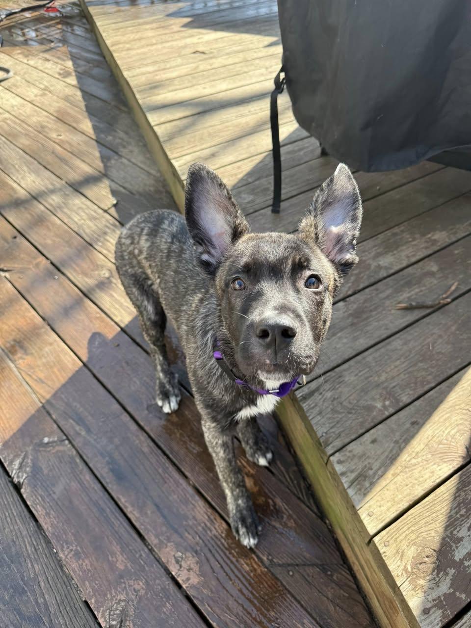 Enlarge Speedy, an adopted mixed breed in Medford, NJ image 2/3