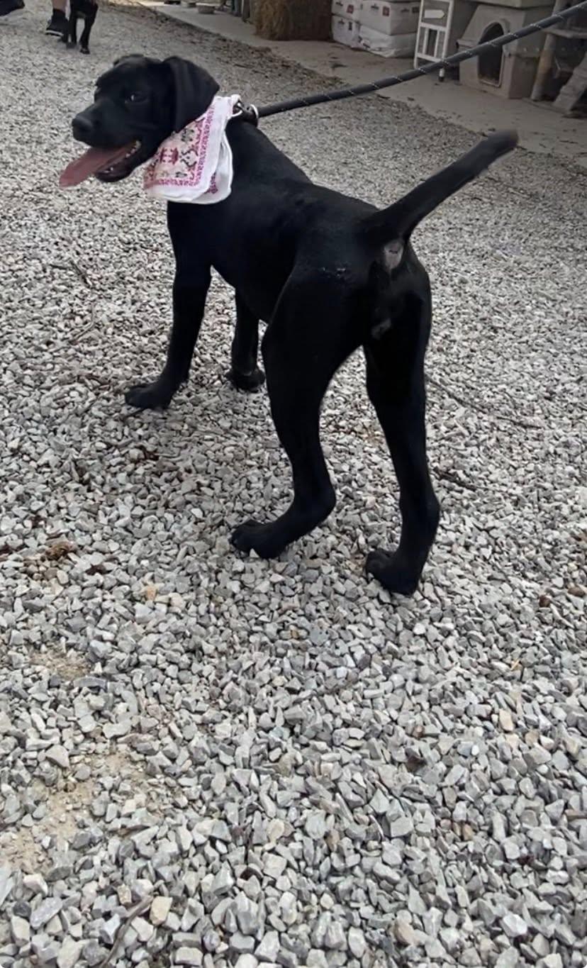 Darla, Adoptable, Young Female Labrador Retriever & Hound.