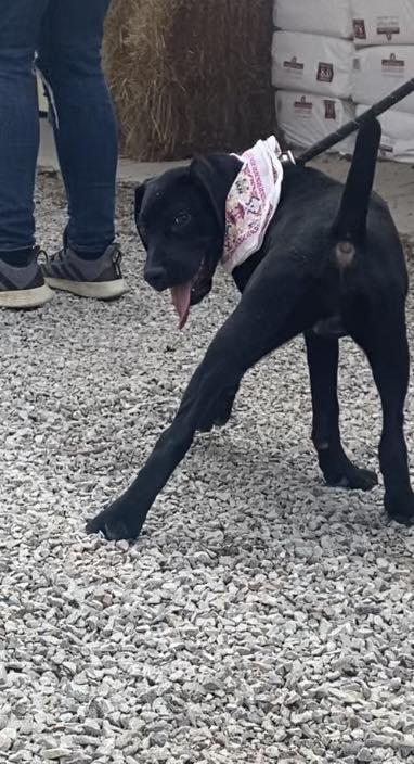 Enlarge Darla, a Adoptable mixed breed in Frenchburg, KY image 2/3