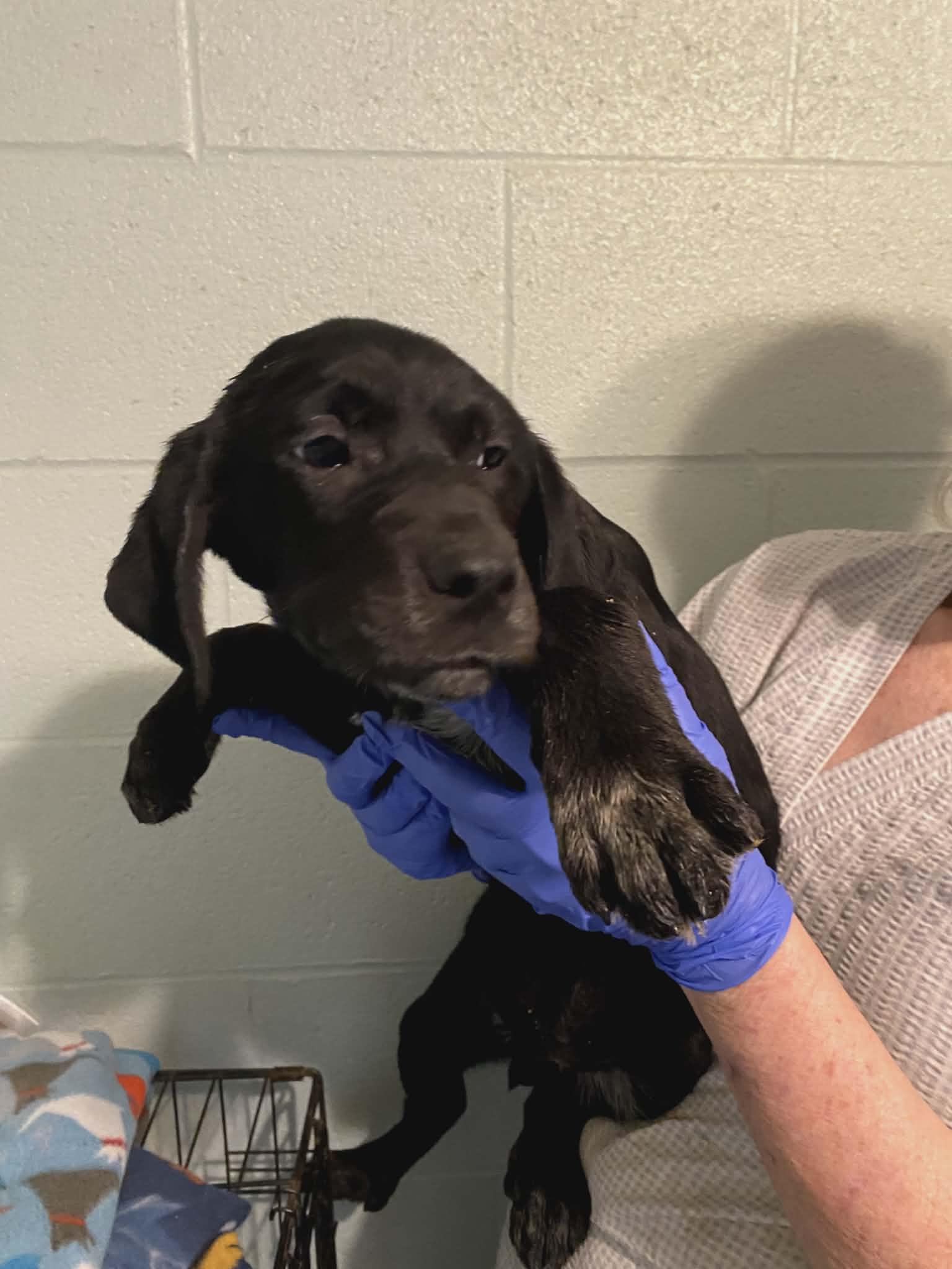 Darla, Adoptable, Young Female Labrador Retriever & Hound.