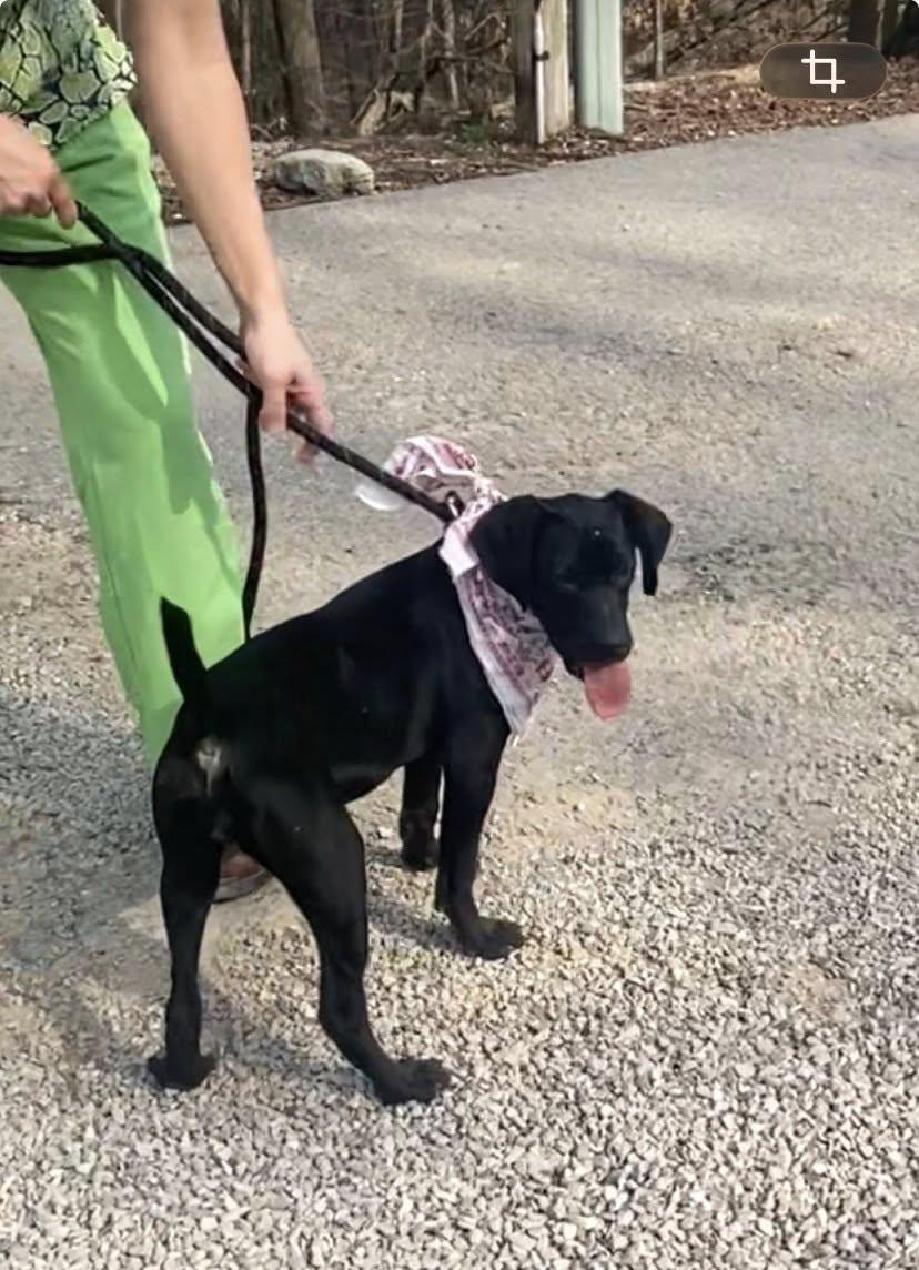 Enlarge Darla, a Adoptable mixed breed in Frenchburg, KY image 3/3