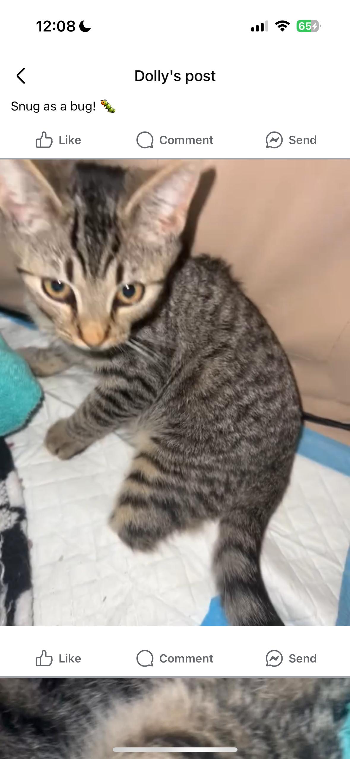 Thumper 3 Legged Kitten Coming In