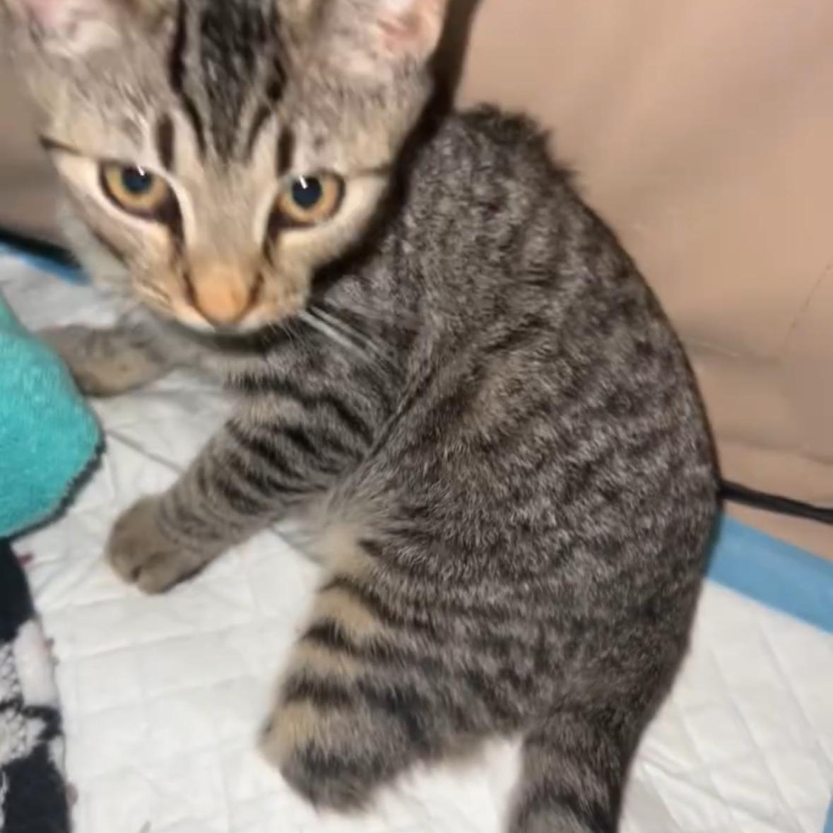 Enlarge Thumper 3 Legged Kitten , a Adoptable Domestic Short Hair in Clifton, NJ image 3/6