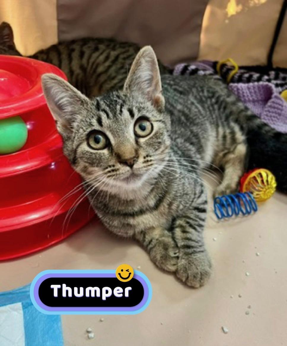 Thumper 3 Legged Kitten , Adoptable, Kitten Male Domestic Short Hair.