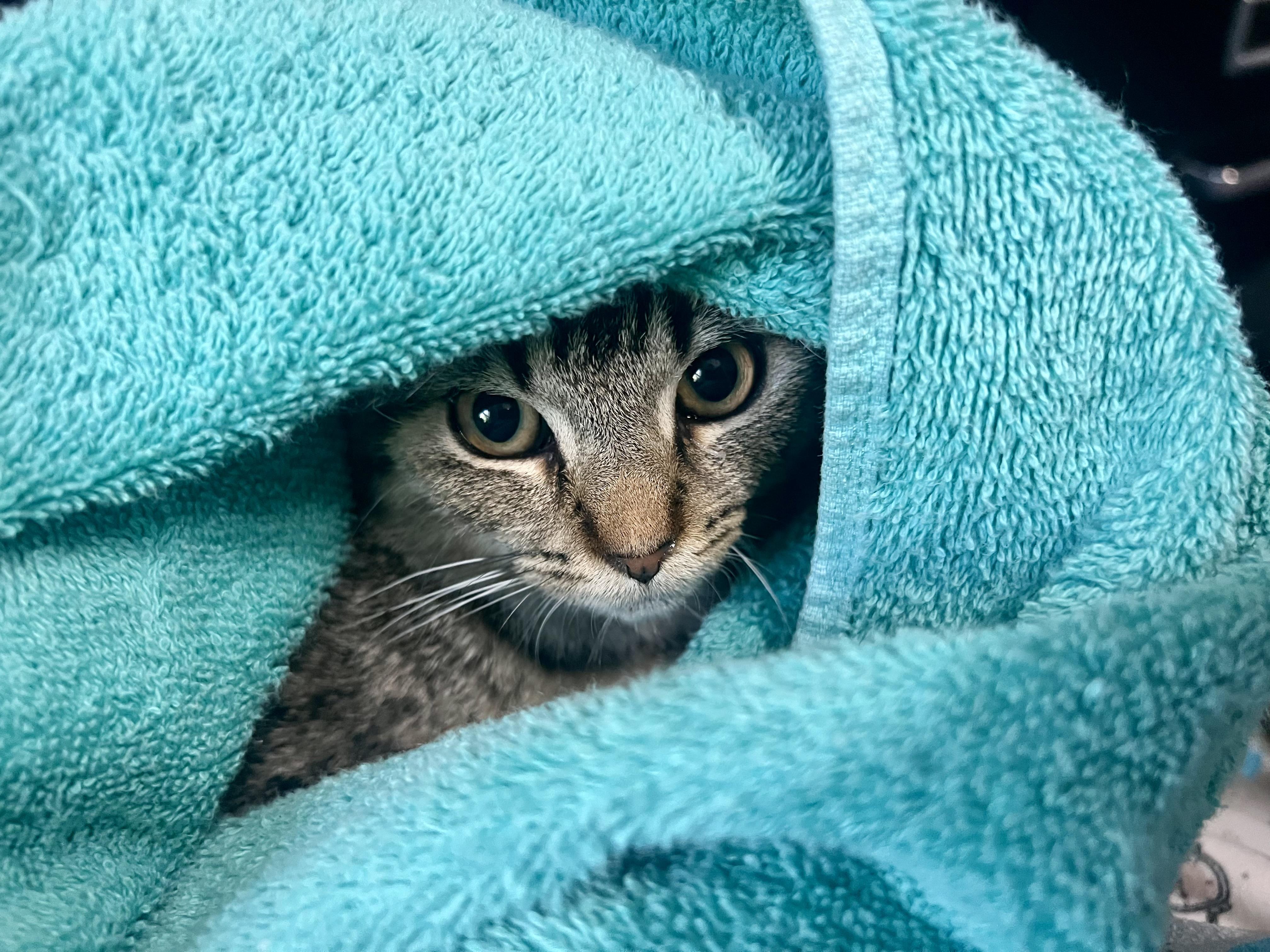 Enlarge Thumper 3 Legged Kitten , a Adoptable Domestic Short Hair in Clifton, NJ image 4/6