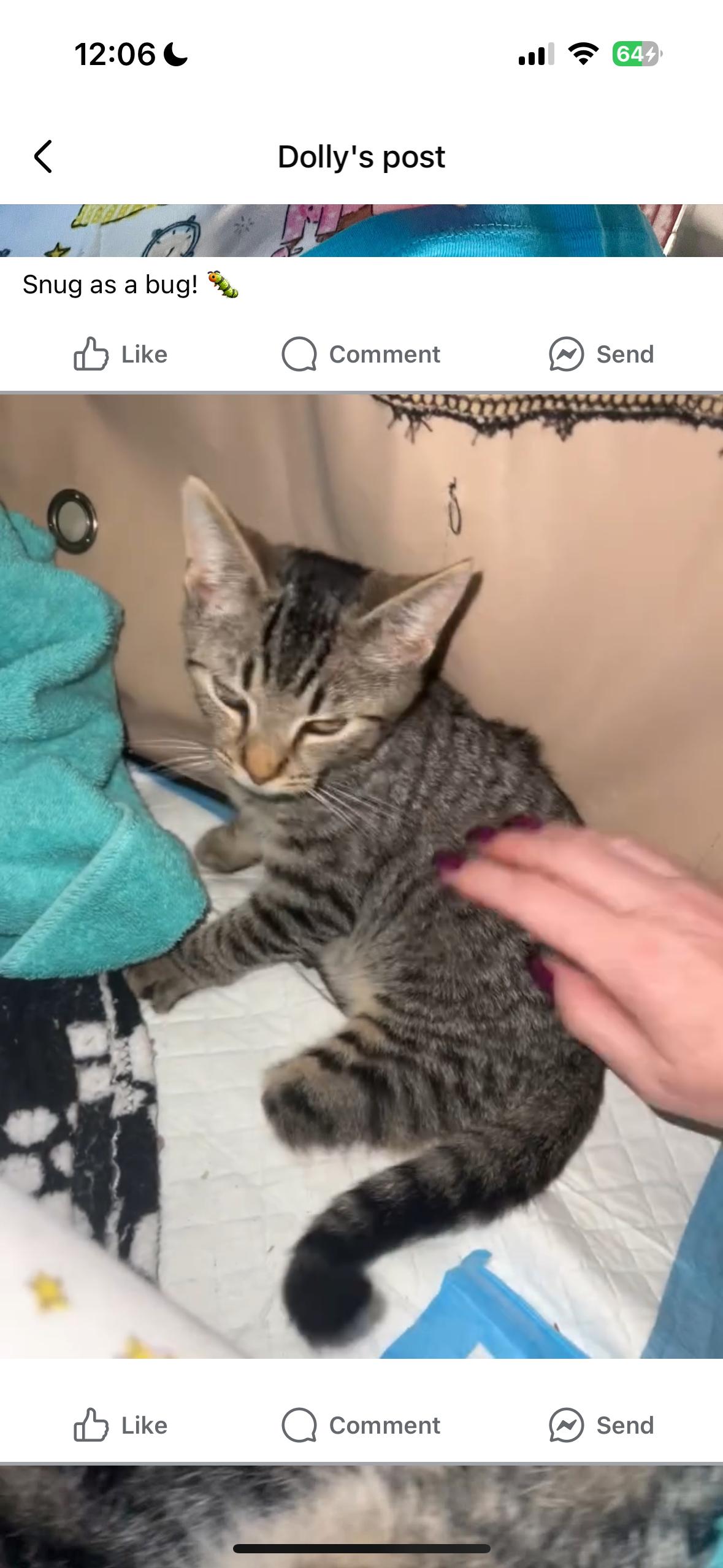 Thumper 3 Legged Kitten Coming In