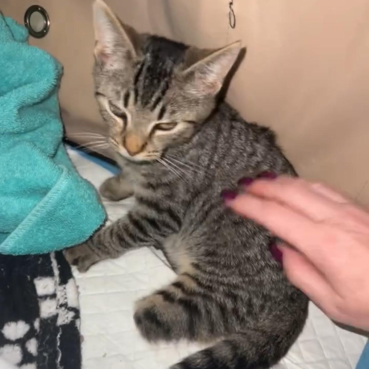 Enlarge Thumper 3 Legged Kitten , a Adoptable Domestic Short Hair in Clifton, NJ image 5/6