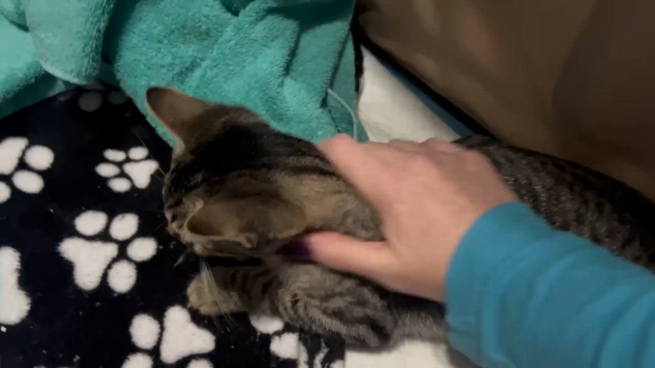 Enlarge Thumper 3 Legged Kitten , a Adoptable Domestic Short Hair in Clifton, NJ video 6/6