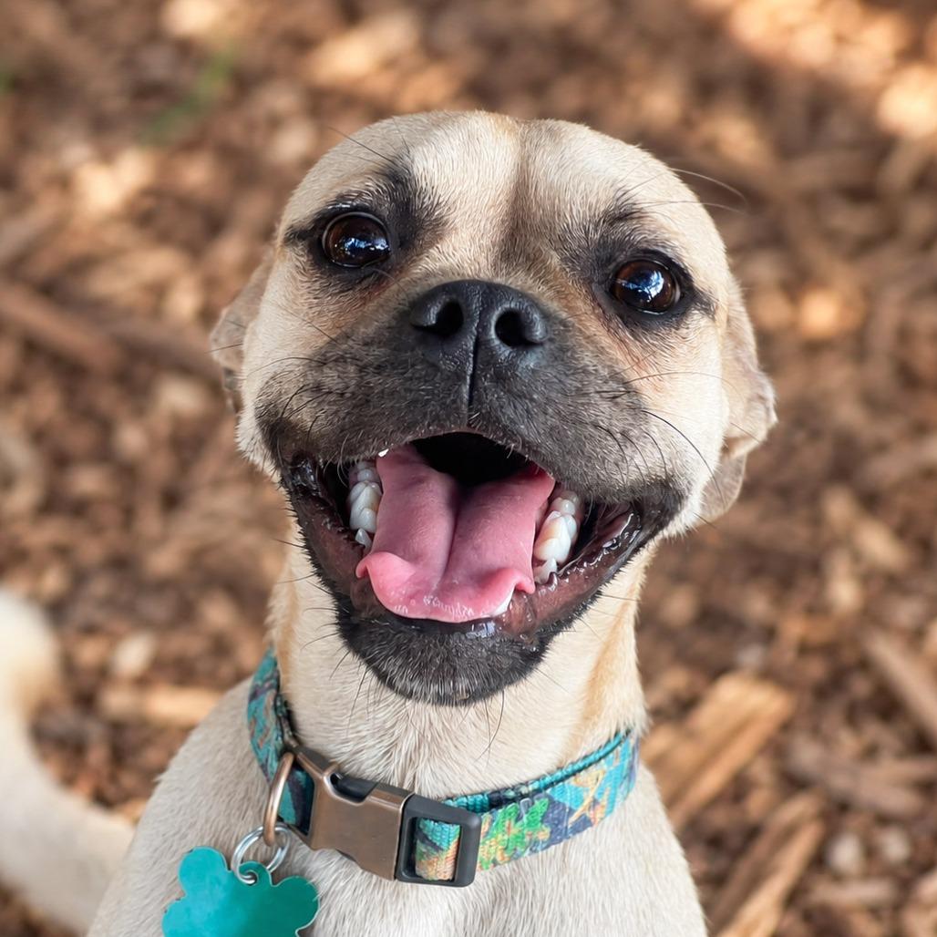 Enlarge Gru, a Adoptable mixed breed in Boerne, TX image 1/5