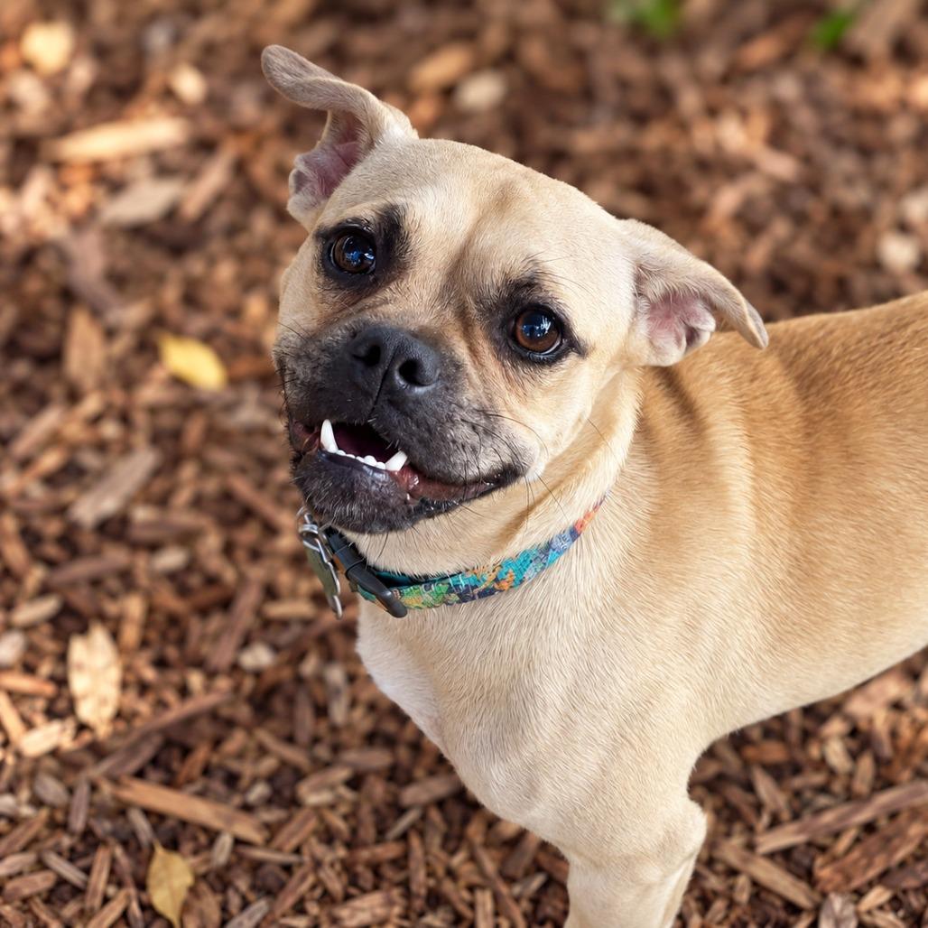 Enlarge Gru, a Adoptable mixed breed in Boerne, TX image 2/5
