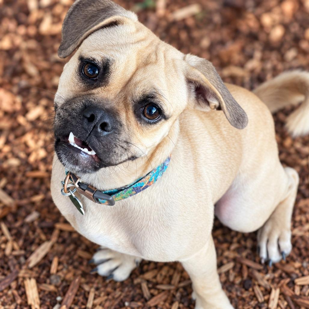 Enlarge Gru, a Adoptable mixed breed in Boerne, TX image 3/5