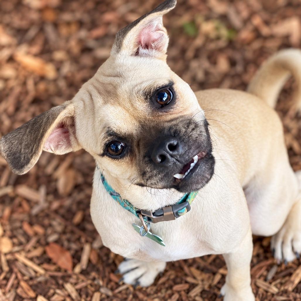 Enlarge Gru, a Adoptable mixed breed in Boerne, TX image 4/5