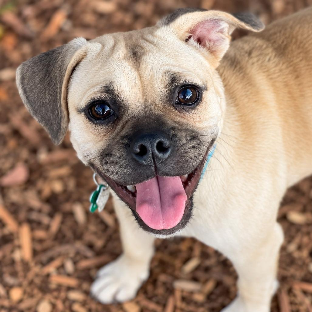Enlarge Gru, a Adoptable mixed breed in Boerne, TX image 5/5