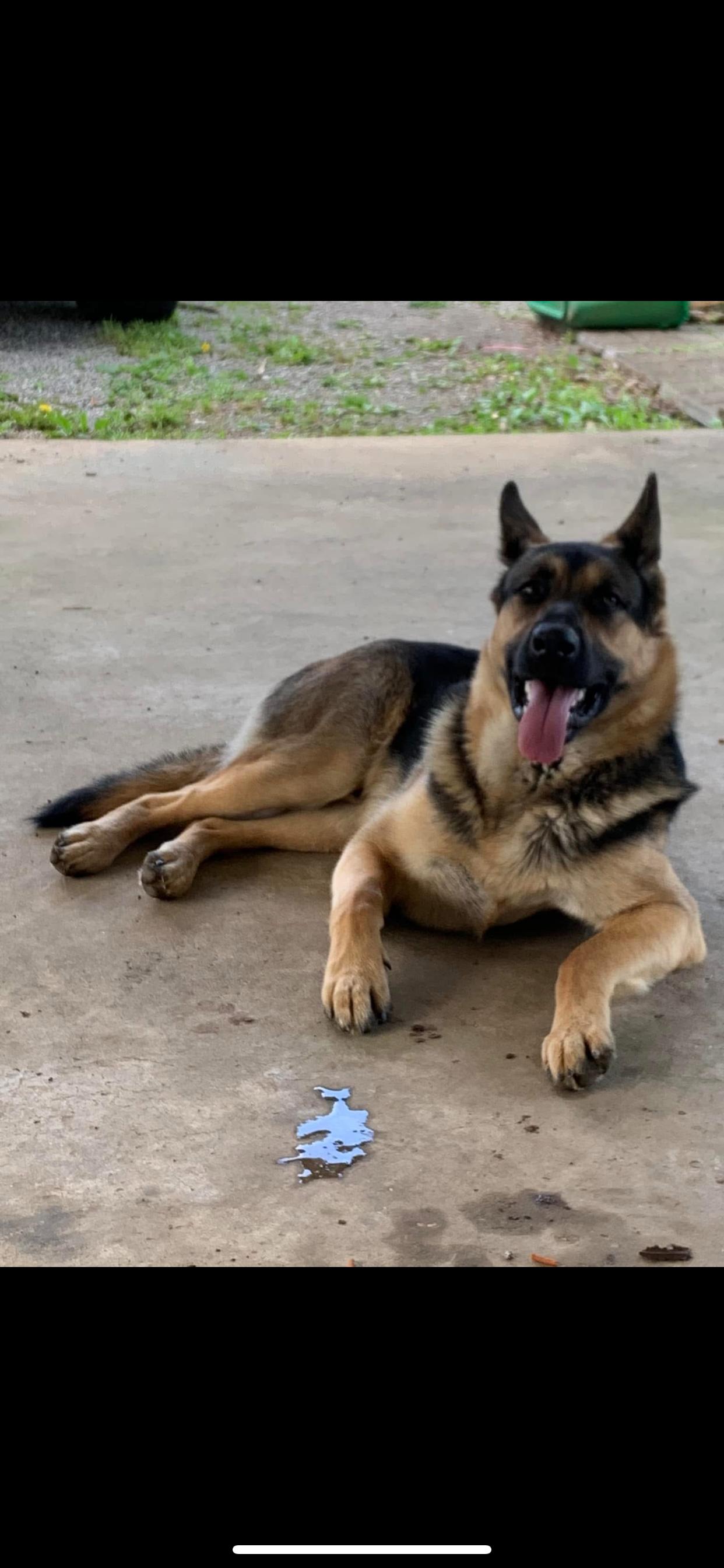 Tank, adopted, Adult Male German Shepherd Dog.