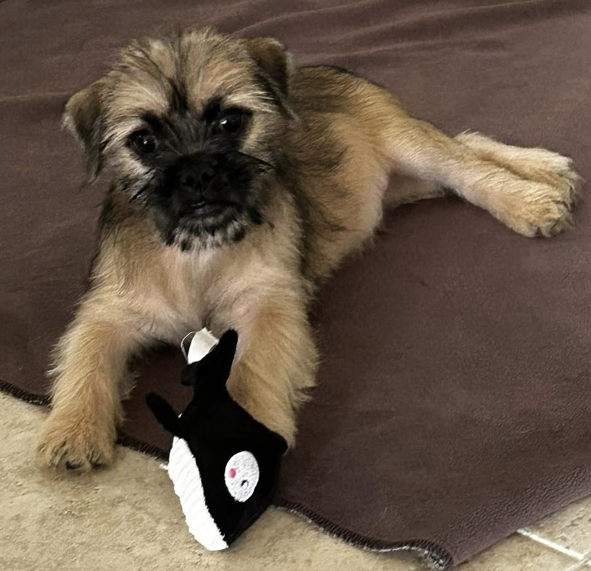Hopper, a ADOPTABLE mixed breed in Corona Del Mar, CA image 2/3
