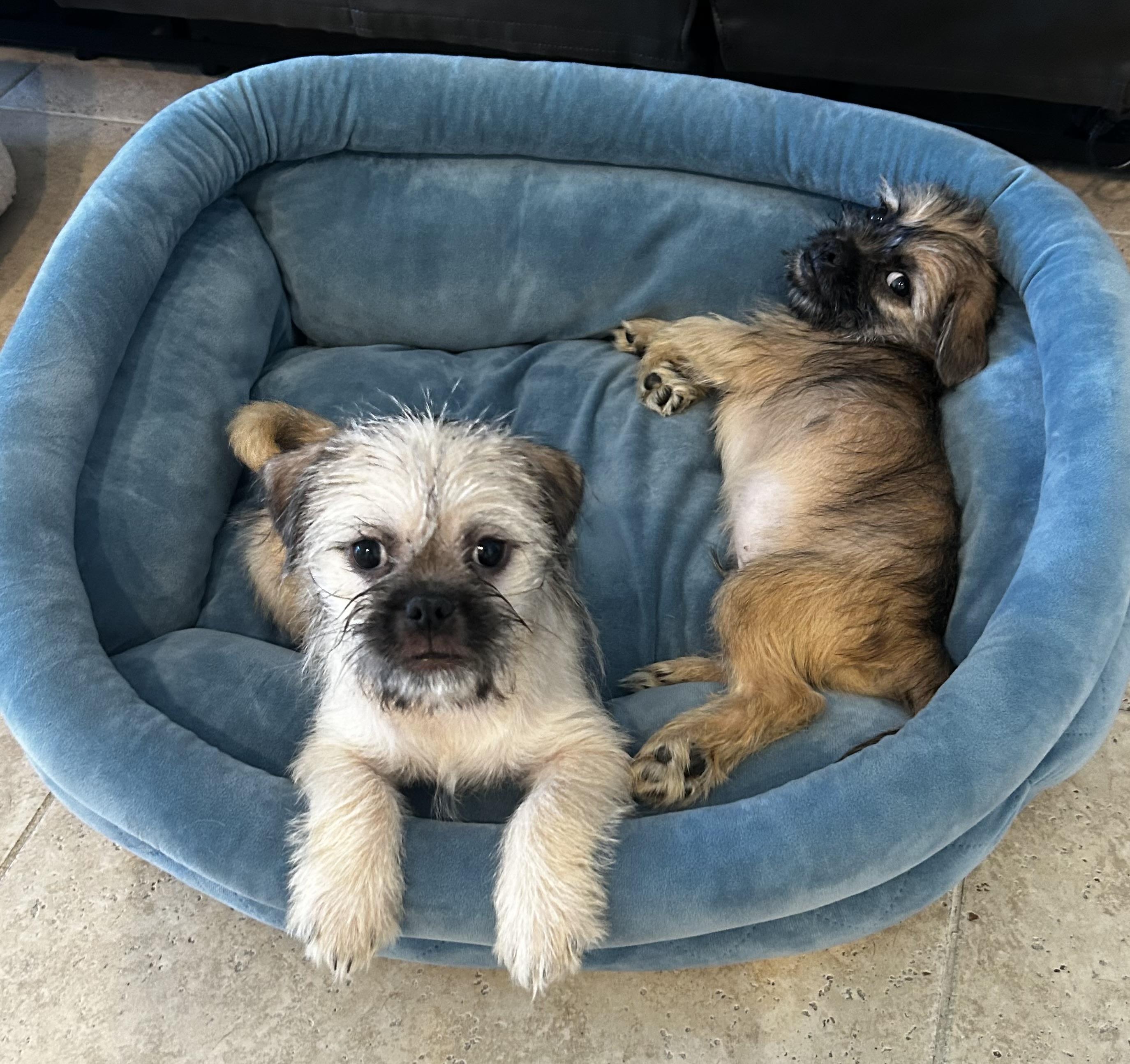 Hopper, a ADOPTABLE mixed breed in Corona Del Mar, CA image 3/3