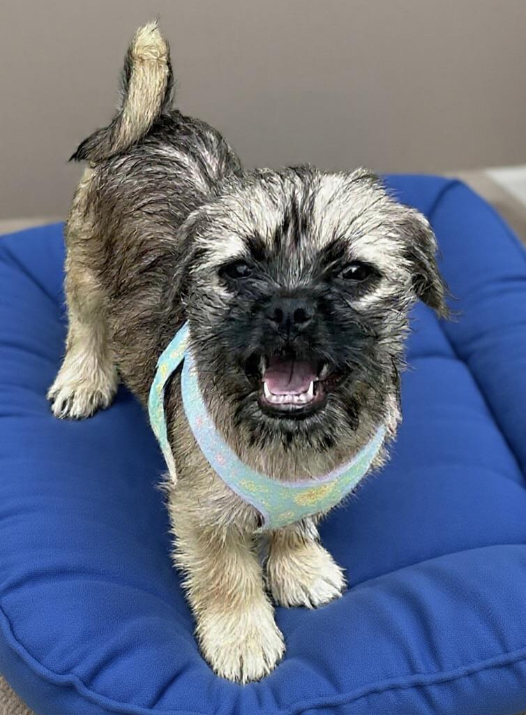 Hopper, a ADOPTABLE mixed breed in Corona Del Mar, CA image 1/3