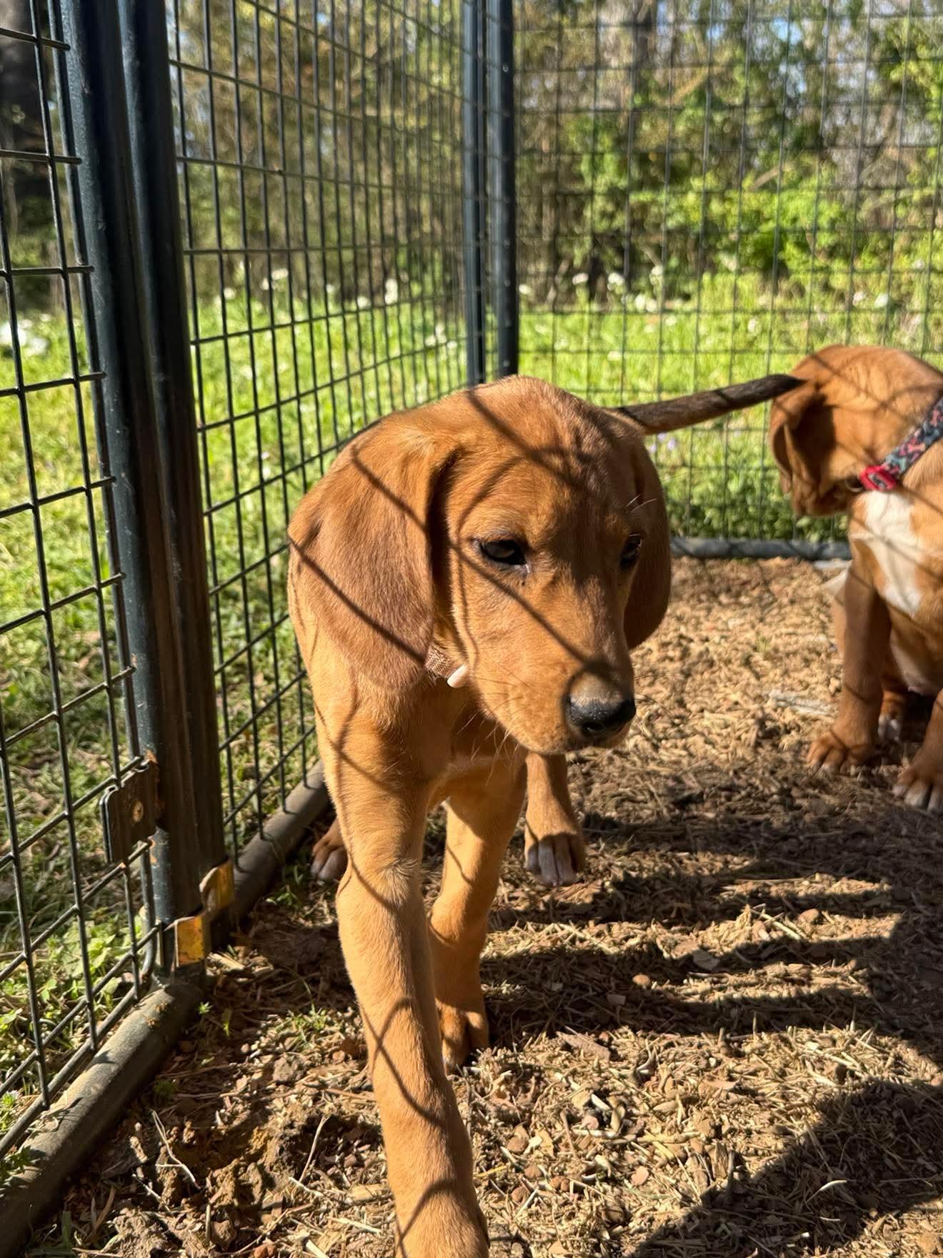 Enlarge Rose JM in RI Stumper $699, a Adopted Hound in Warwick, RI image 1/3