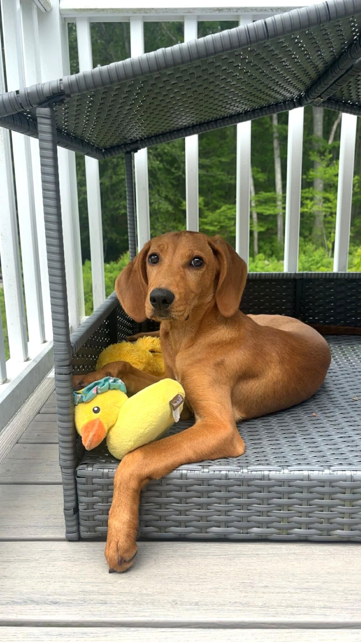 Enlarge Rose JM in RI Stumper $699, a Adopted Hound in Warwick, RI image 2/3