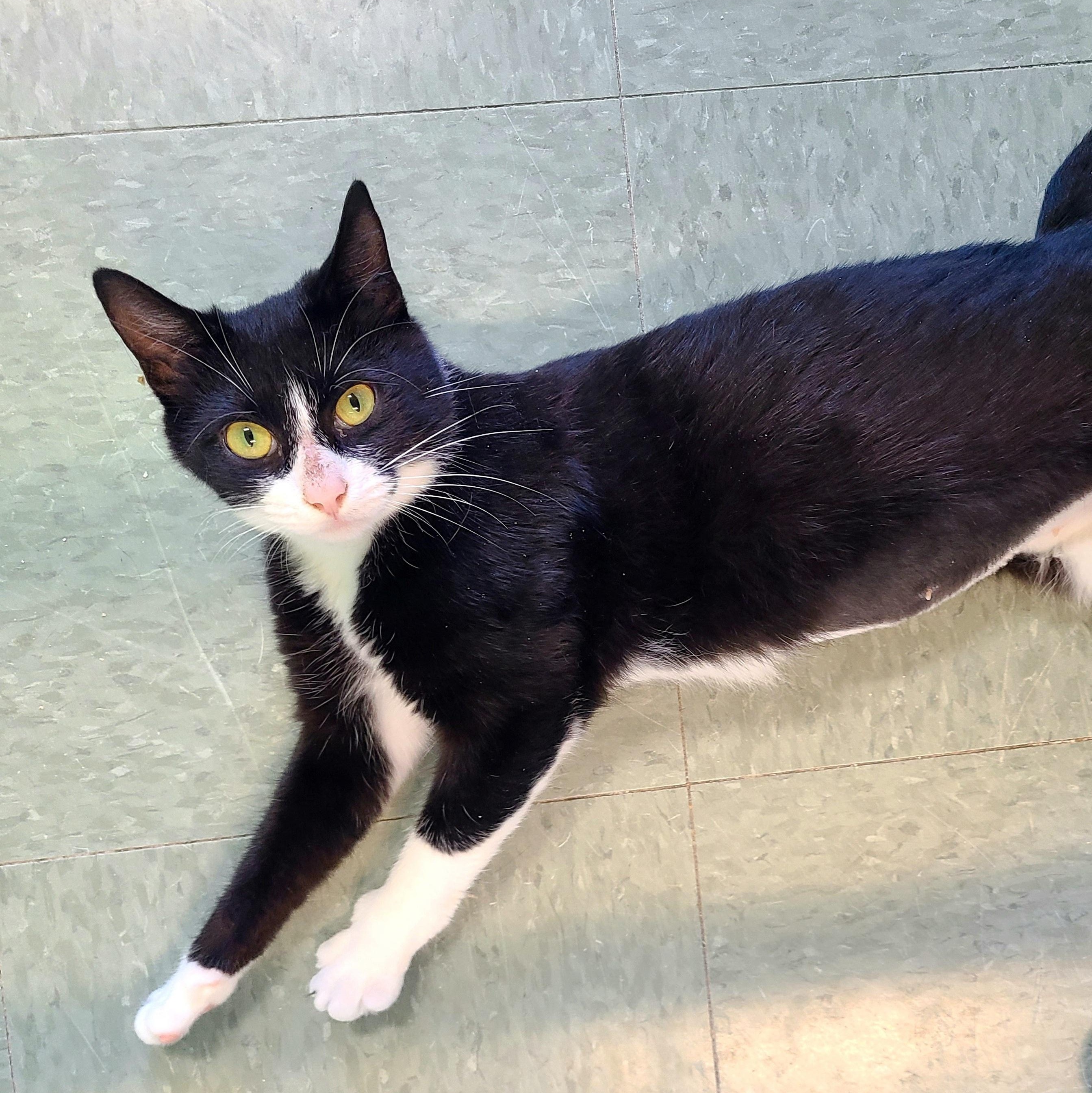 Enlarge Mystic, a Adopted Domestic Short Hair in Kirkland, WA image 1/2