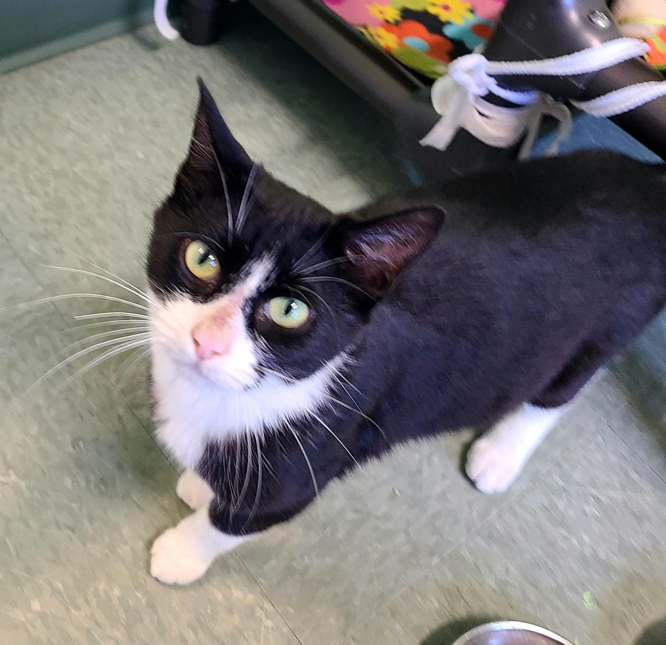 Enlarge Mystic, a Adopted Domestic Short Hair in Kirkland, WA image 2/2