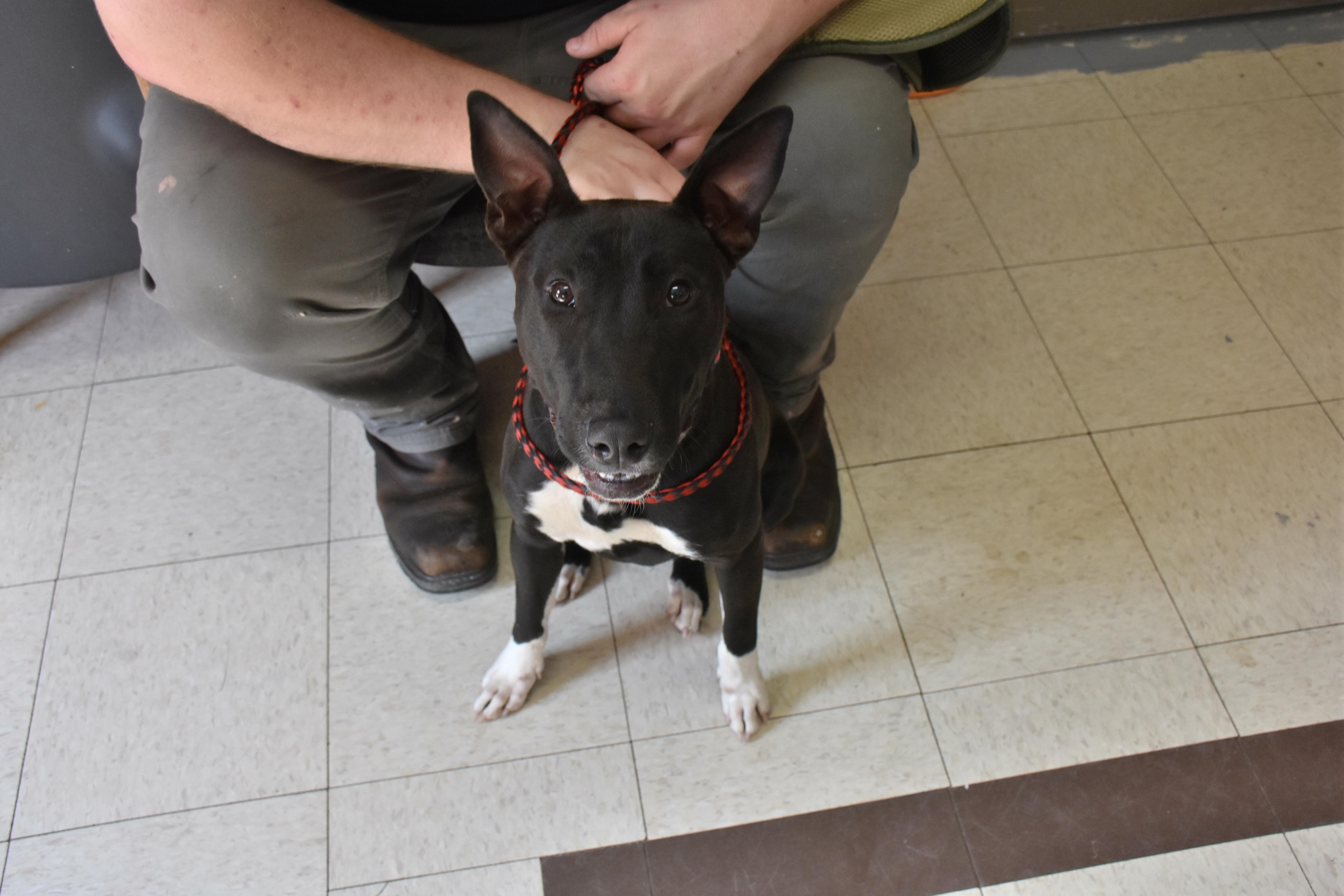 Cherry, Adoptable, Adult Female Bull Terrier.