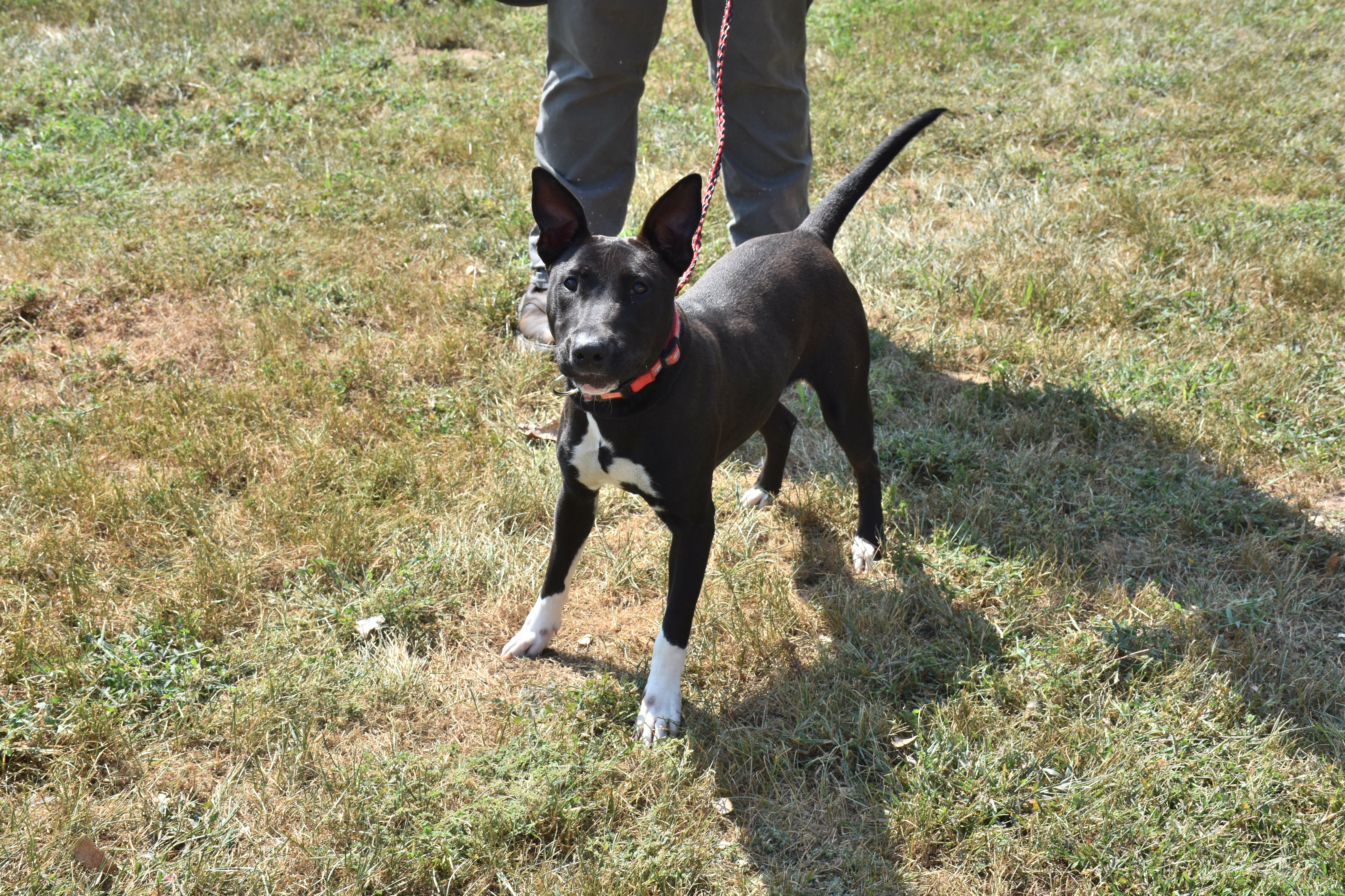 Enlarge Cherry, a Adoptable Bull Terrier in North Judson, IN image 2/3