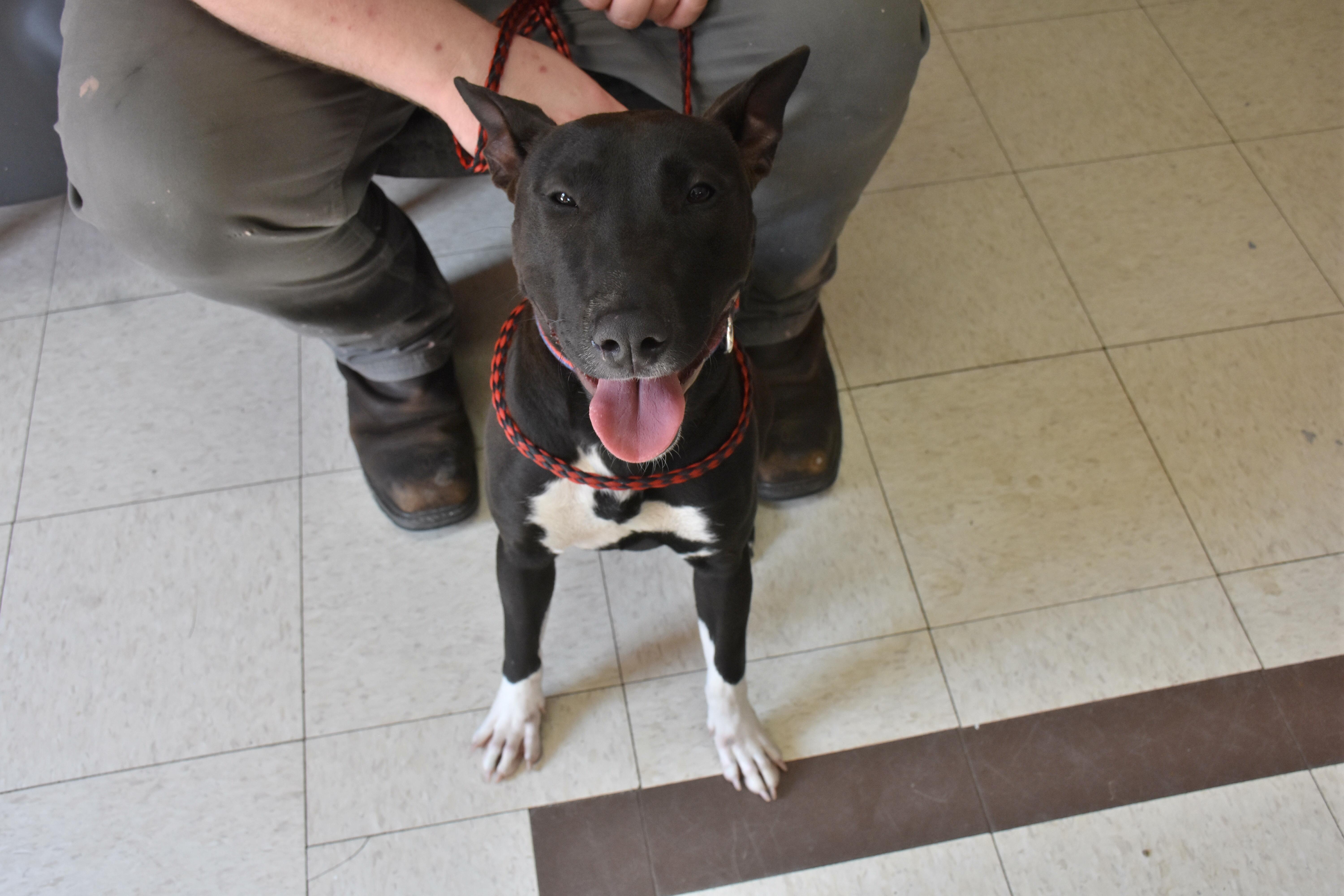 Enlarge Cherry, a Adoptable Bull Terrier in North Judson, IN image 3/3