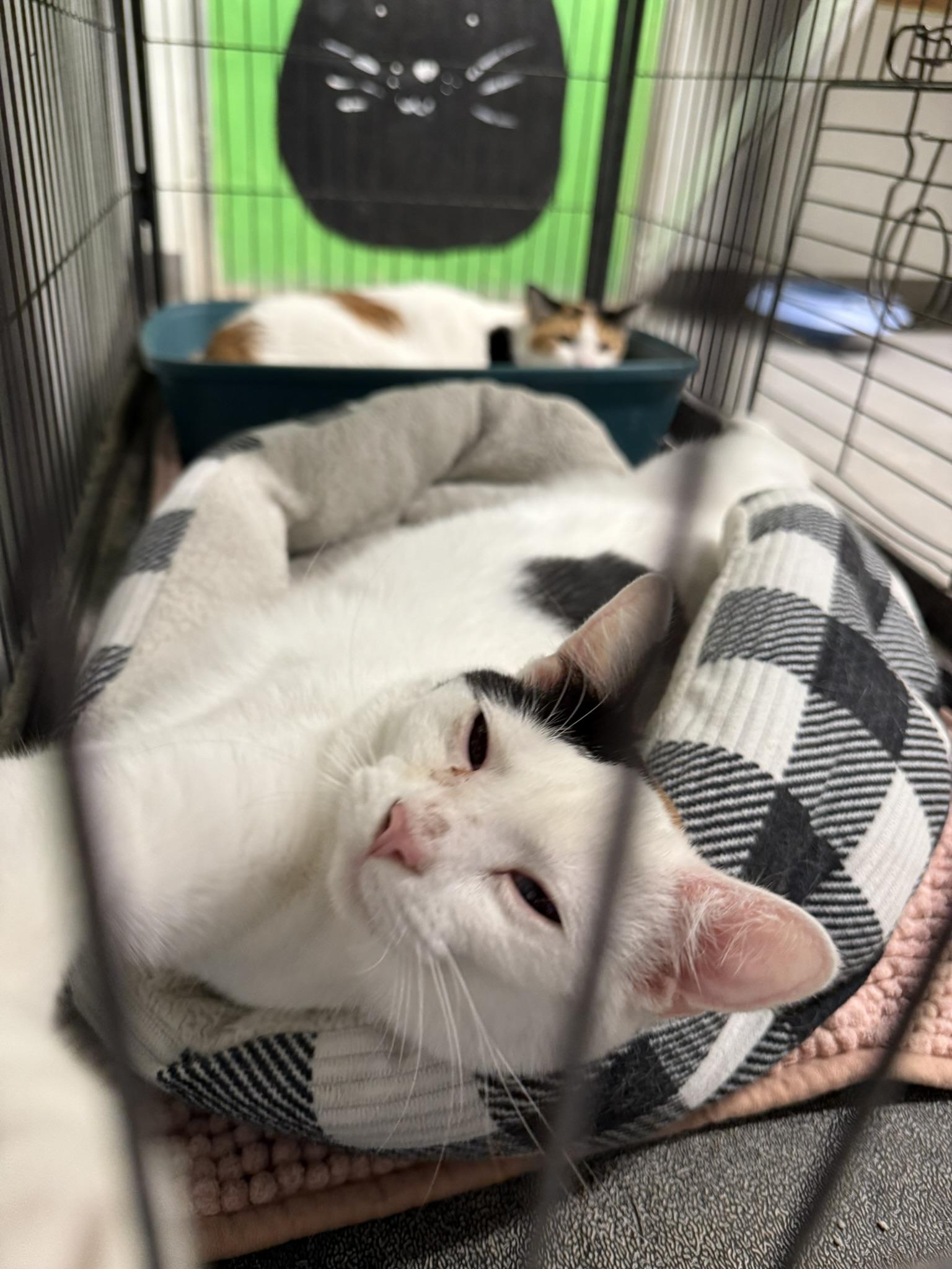 Peaches, Adult Female Domestic Short Hair