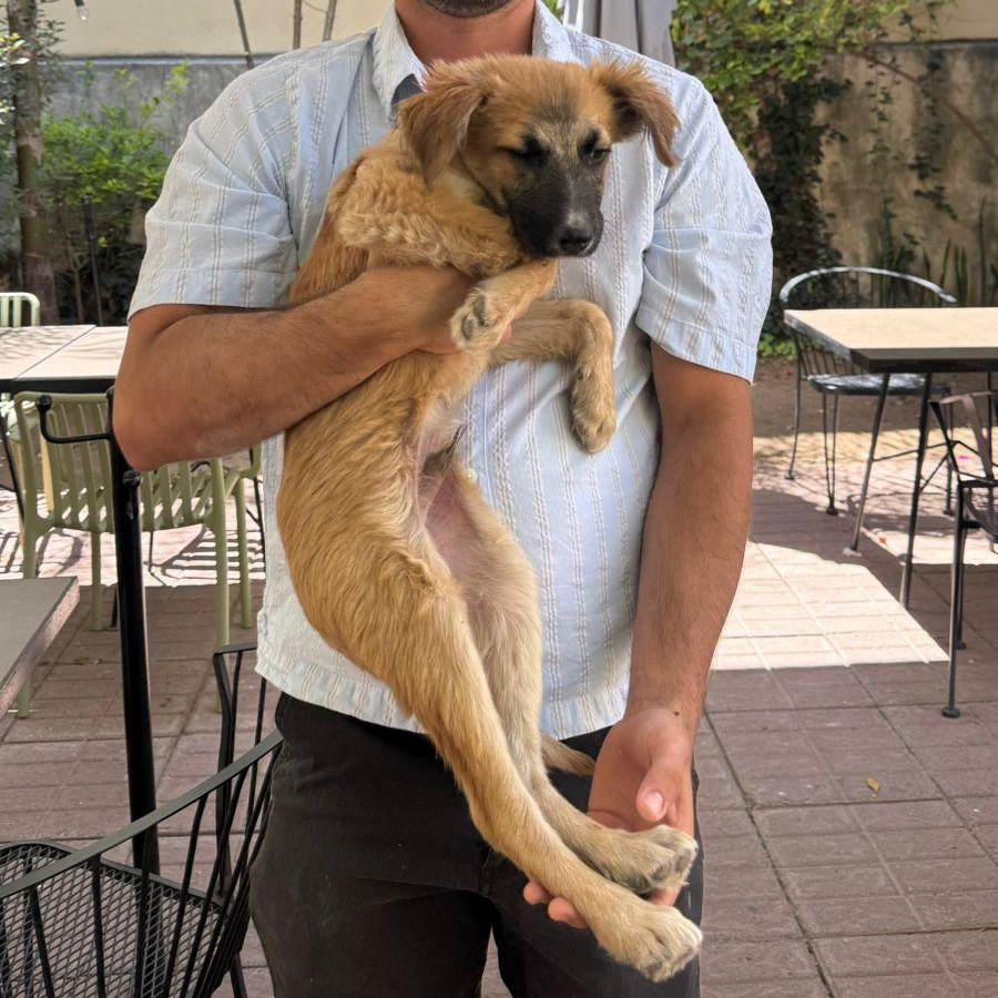 Enlarge Toby, a ADOPTABLE Belgian Shepherd / Malinois in Manvel, TX image 6/6