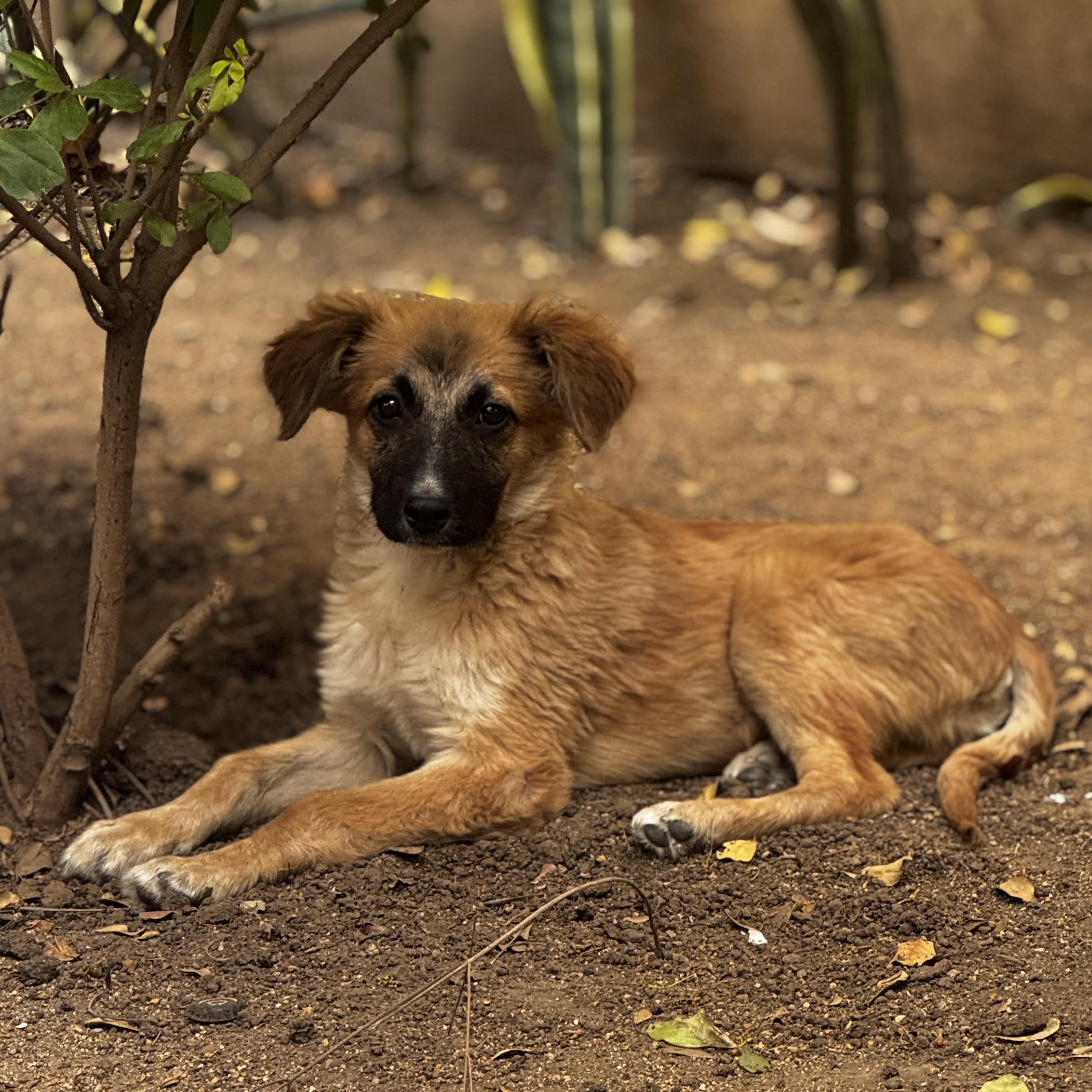 Enlarge Toby, a ADOPTABLE Belgian Shepherd / Malinois in Manvel, TX image 3/6