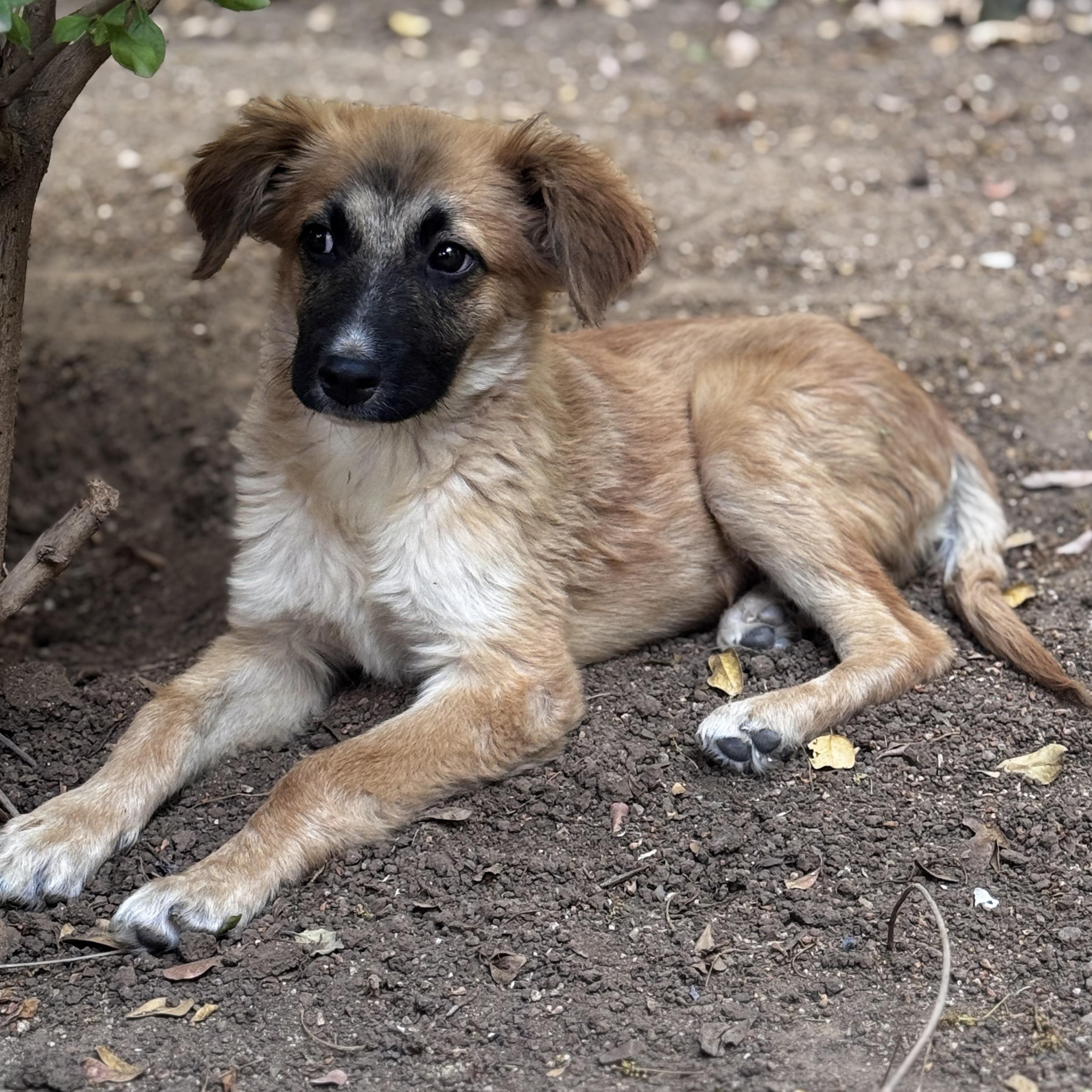 Toby, ADOPTABLE, Puppy Male Belgian Shepherd / Malinois.