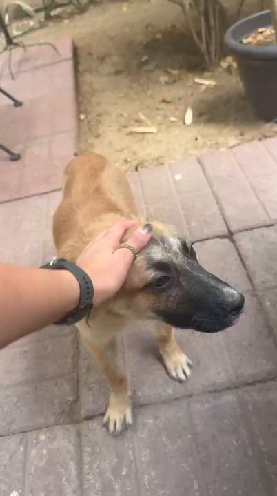 Enlarge Toby, a ADOPTABLE Belgian Shepherd / Malinois in Manvel, TX video 4/6