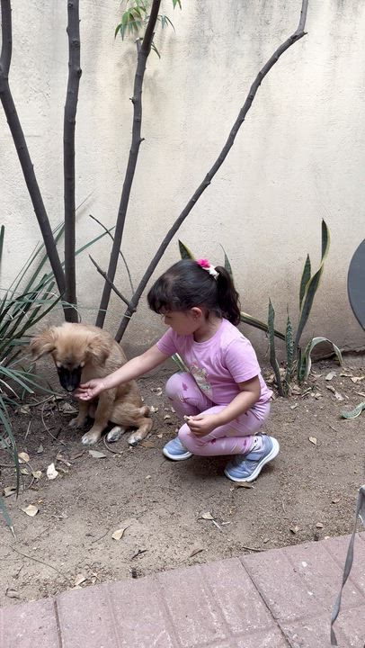 Enlarge Toby, a ADOPTABLE Belgian Shepherd / Malinois in Manvel, TX video 2/6