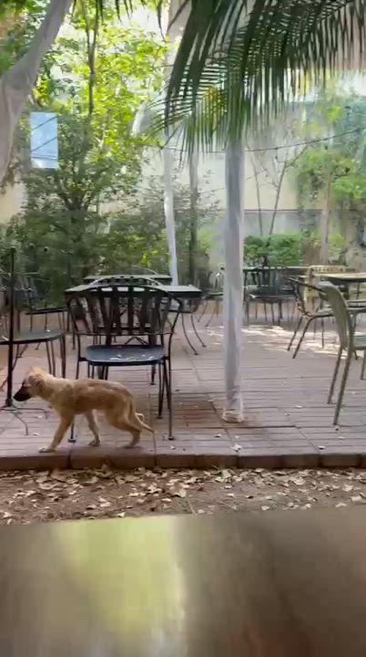 Enlarge Toby, a ADOPTABLE Belgian Shepherd / Malinois in Manvel, TX video 5/6