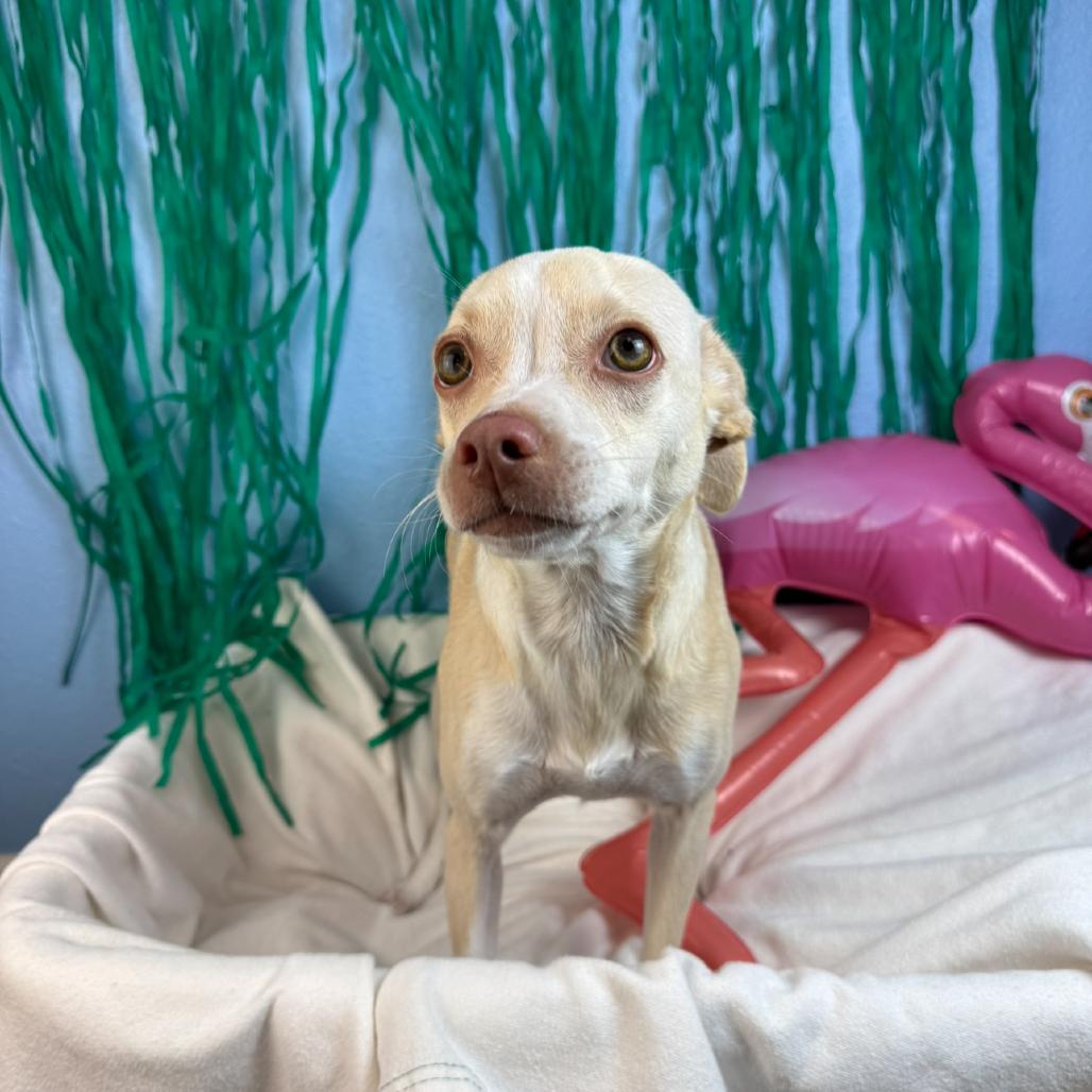 Daisy, Adoptable, Adult Female Chihuahua.