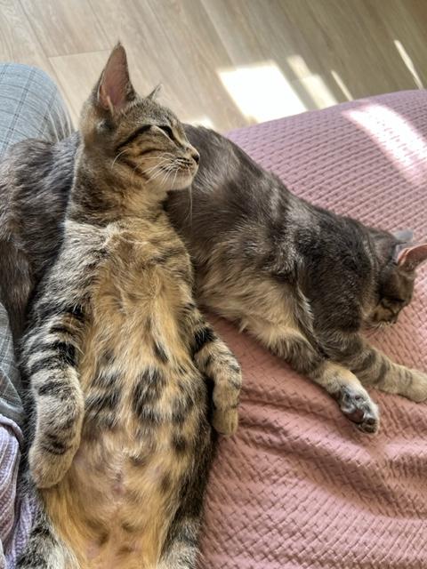 Enlarge Sweet Heart is Lover Girl for Sure!, an adopted mixed breed in Eagle Point, OR image 4/6