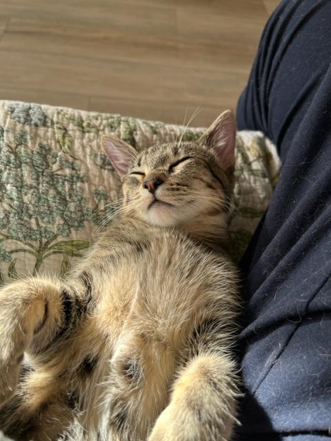 Enlarge Sweet Heart is Lover Girl for Sure!, an adopted mixed breed in Eagle Point, OR image 2/6