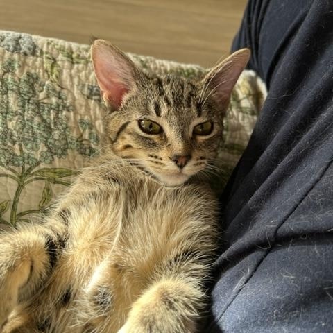 Sweet Heart is Lover Girl for Sure!, adopted, Kitten Female Domestic Short Hair & Tabby.