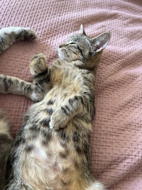 Enlarge Sweet Heart is Lover Girl for Sure!, an adopted mixed breed in Eagle Point, OR image 5/6