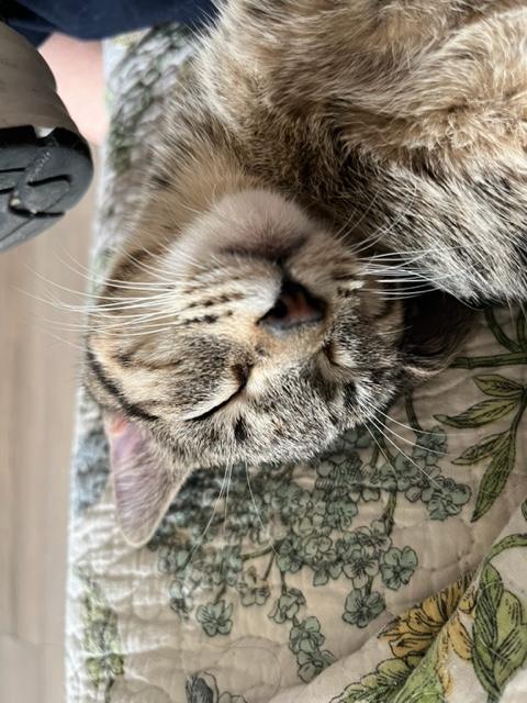 Enlarge Sweet Heart is Lover Girl for Sure!, an adopted mixed breed in Eagle Point, OR image 6/6