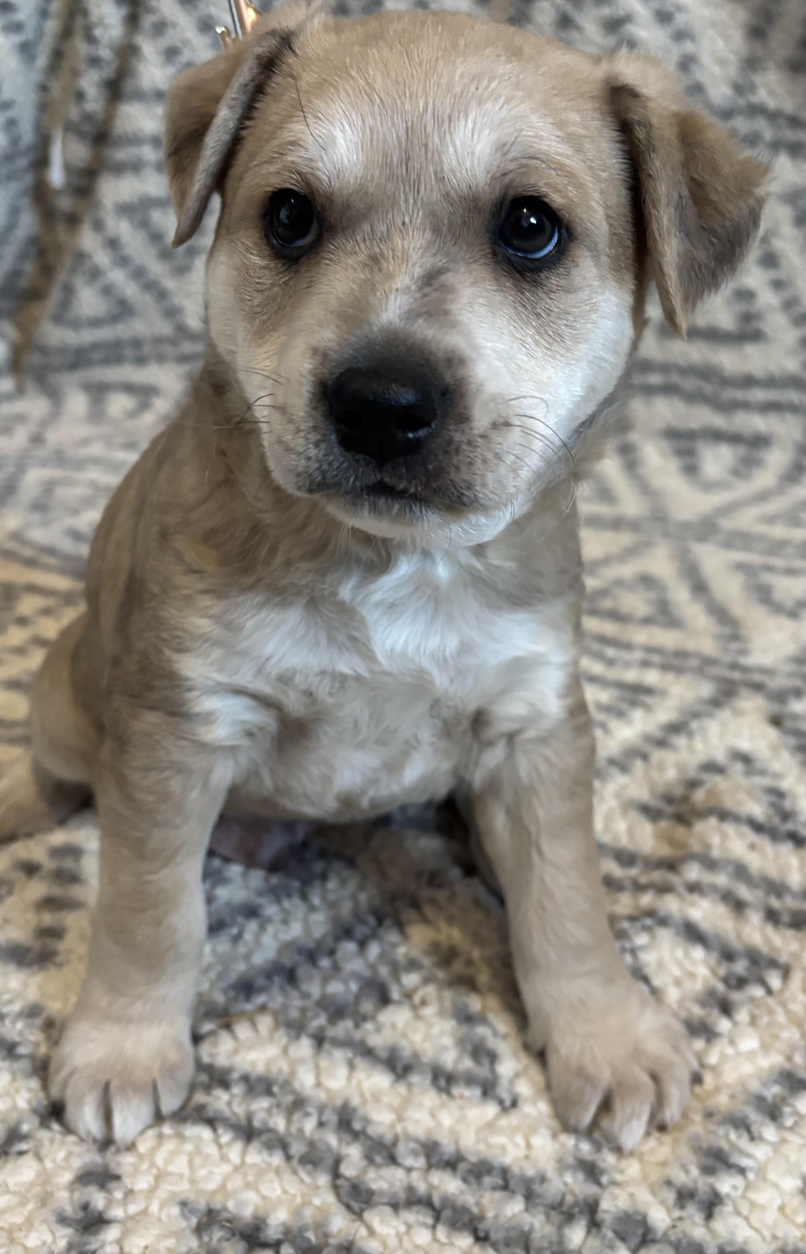 Timmy, adopted, Puppy Male Catahoula Leopard Dog.