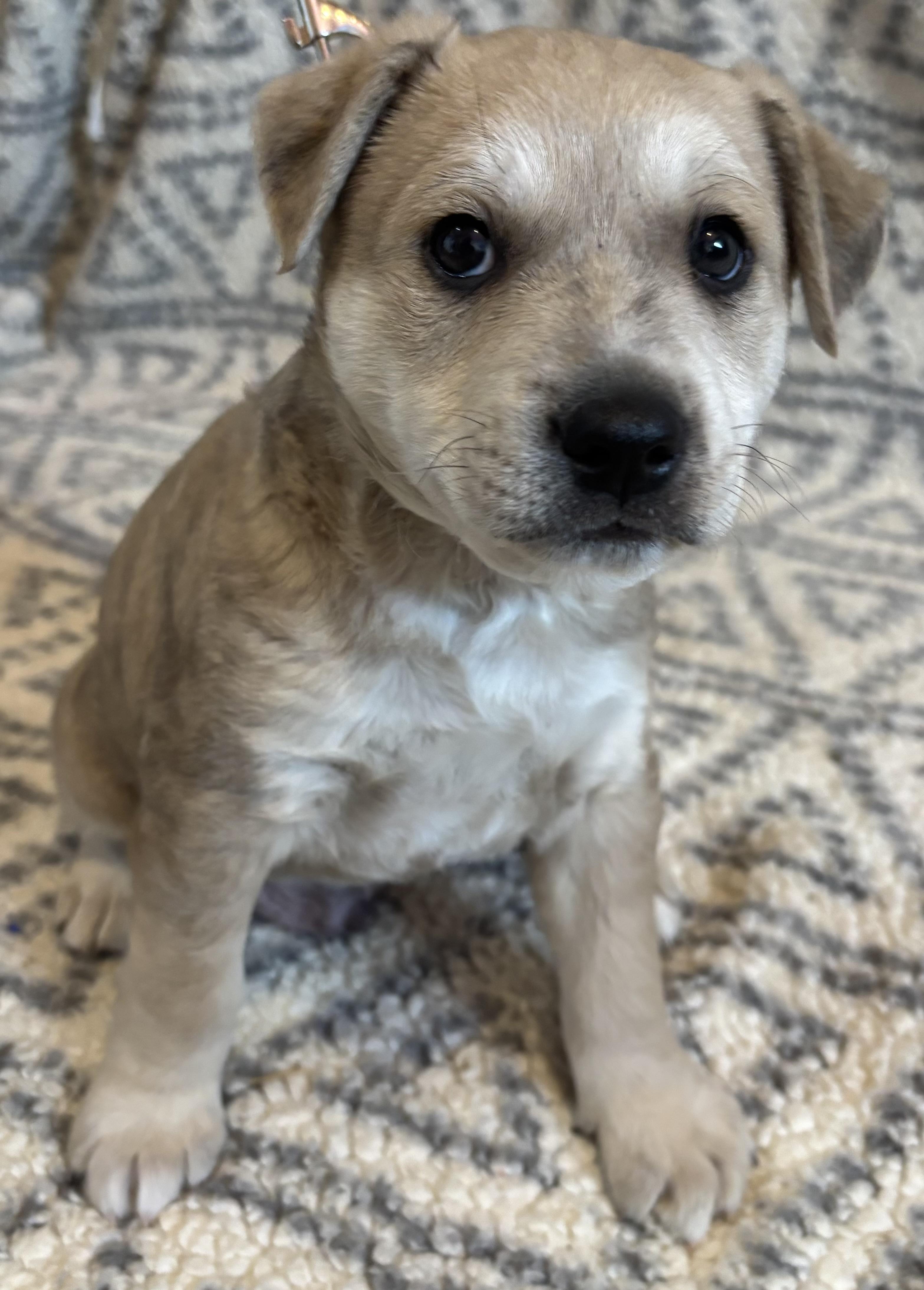 Enlarge Timmy, an adopted mixed breed in Nahunta, GA image 2/4